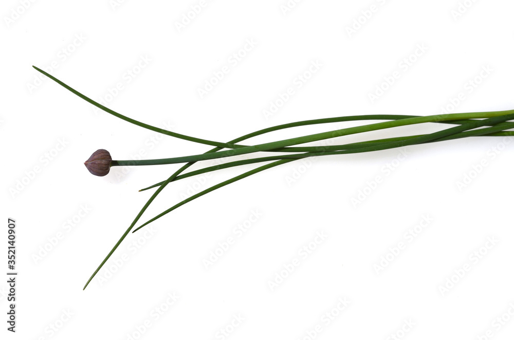Fototapeta premium Schnittlauch, Allium, schoenoprasum