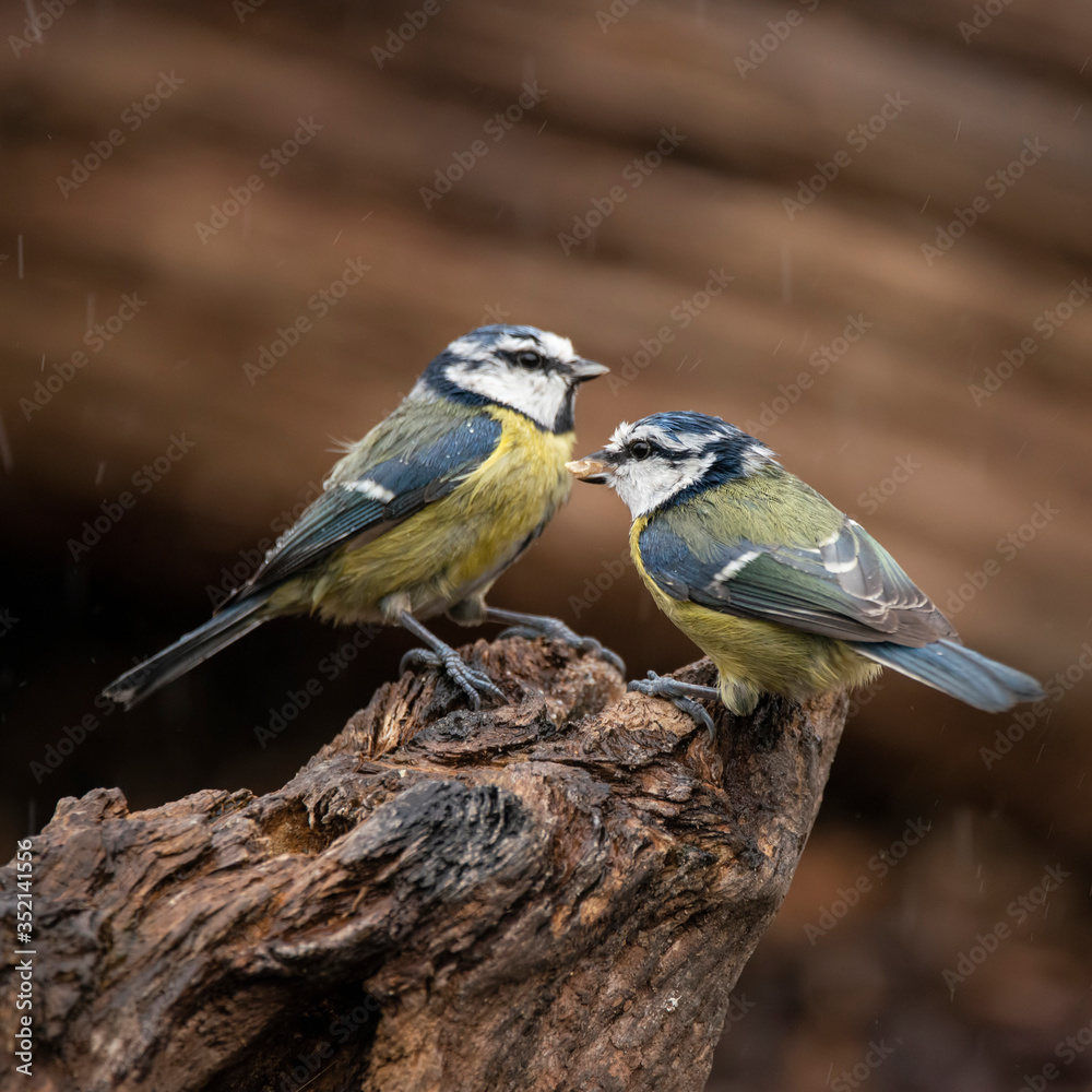 Obraz premium Image of Blue Tit bird Cyanistes Caeruleus on branich in Spring sunshine and rain in garden