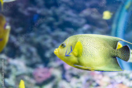 Tropical yellow fish underwater in exotic saltwater environment.