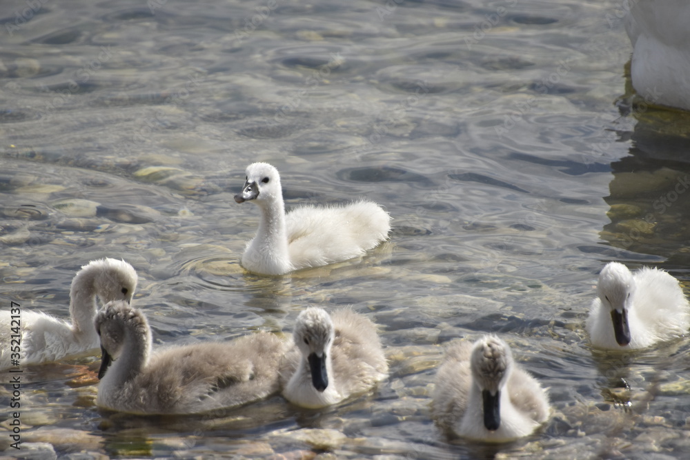 cygnes et cygneaux