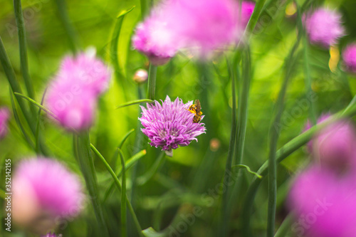 An insect on a flower Bud in the garden.