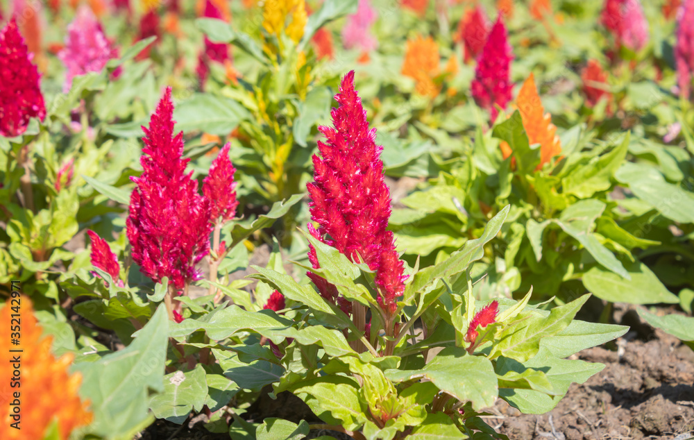 Red Cockscomb Flower or Celosia Argentea with Natural Light and Green Leaves in Garden Red Cockscomb Flower or Celosia Argentea with Natural Light and Green Leaves in Garden