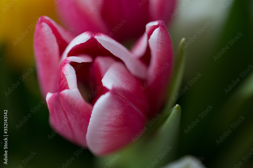 tulip petals background flower blossom close-up macro blurred