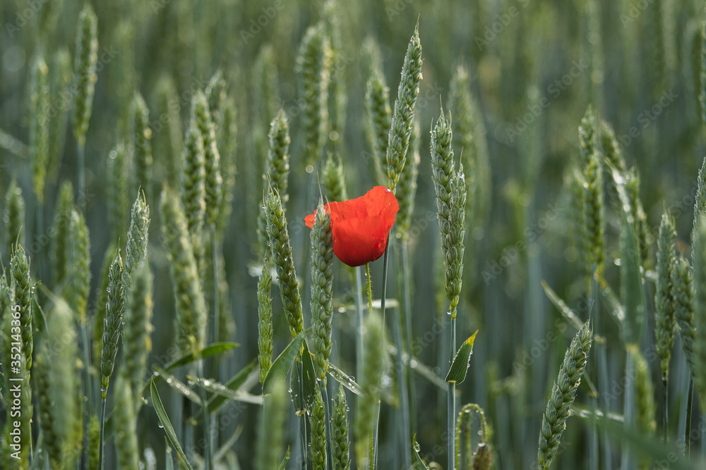 Obraz premium Mohnblume in einem Weizenfeld