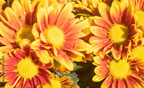 Orange Gerbera Daisy or Gerbera Flower with Water Drop and Natural Light in Garden Background