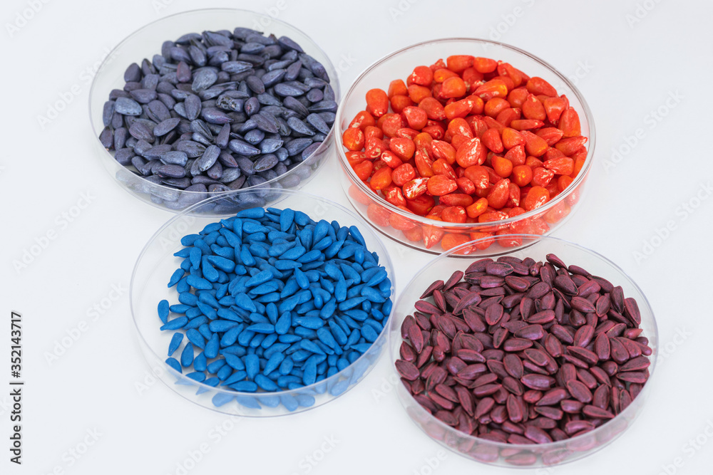 Herbicide-treated sunflower and corn seeds in a Petri dish on a table Herbicide-treated sunflower and corn seeds in a Petri dish on a table