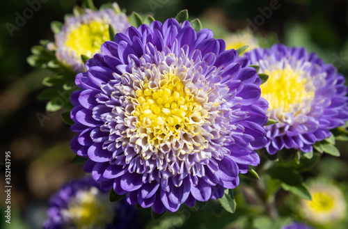 Purple or Violet Chrysanthemum or Mums Flowers on Green Leaves Background in Garden with Natural Light on Center Frame