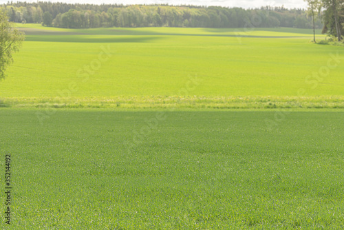 Green fields in beautiful summer sunshine.