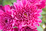 Magenta Chrysanthemum or Mums Flowers in Garden with Natural Light on Zoom View