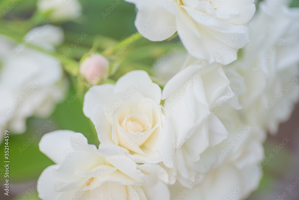 white rose close up