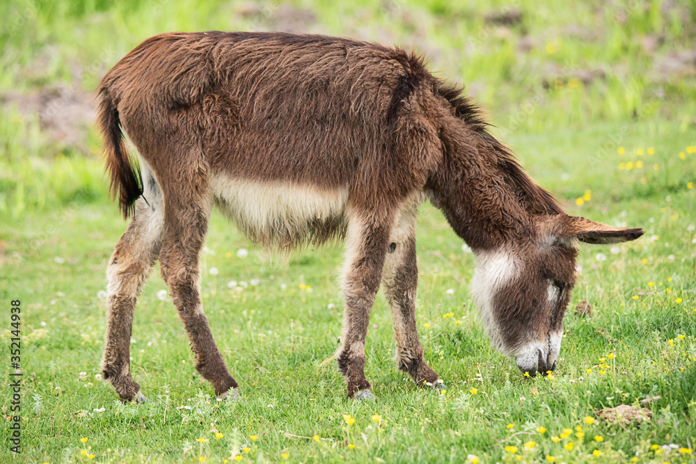 Donkey on overcast day. Wild donkey in countryside field, feeding, grazing, animals roaming-free. The donkey eats grass Donkey on overcast day. Wild donkey in countryside field, feeding, grazing, animals roaming-free. The donkey eats grass