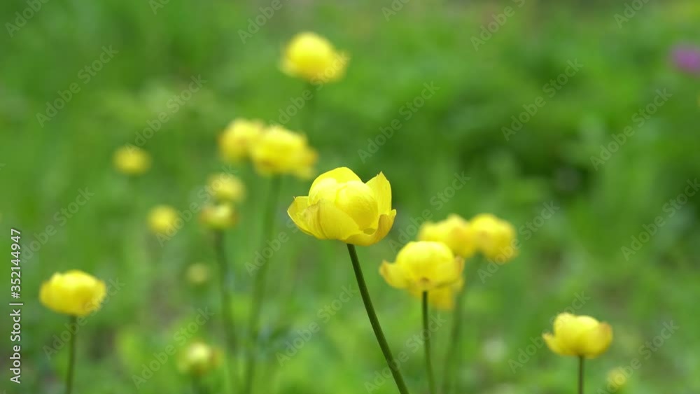 Close up of a yellow globeflower (trollius) moving gently in a spring breeze with a green bokeh background Close up of a yellow globeflower (trollius) moving gently in a spring breeze with a green bokeh background
