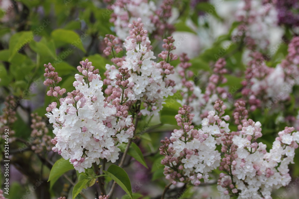 Beautiful soft velvety white-pink blooming lilac on a Sunny spring day Beautiful soft velvety white-pink blooming lilac on a Sunny spring day