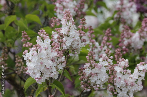 Beautiful soft velvety white-pink blooming lilac on a Sunny spring day