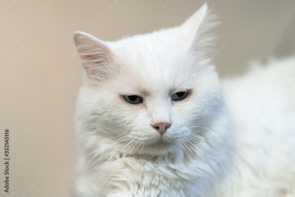 Portrait of Siberian white cat. A 15-year-old cat. Portrait of Siberian white cat. A 15-year-old cat.