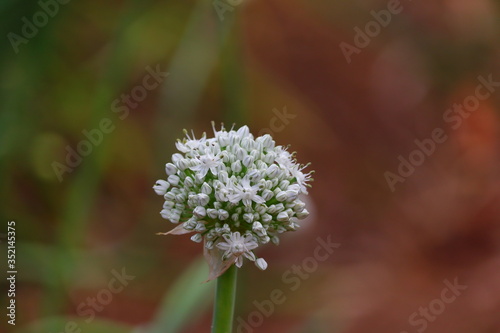 single white onion flower