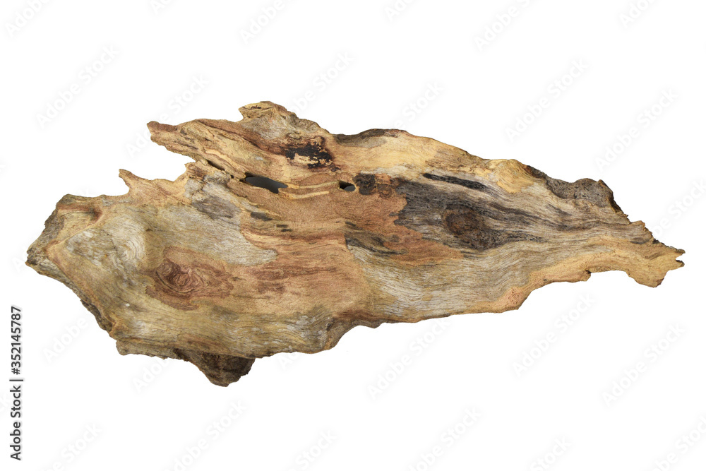 Driftwood or aged wood isolated on white background with clipping path. Closeup piece of driftwood for aquarium. - obrazy, fototapety, plakaty 