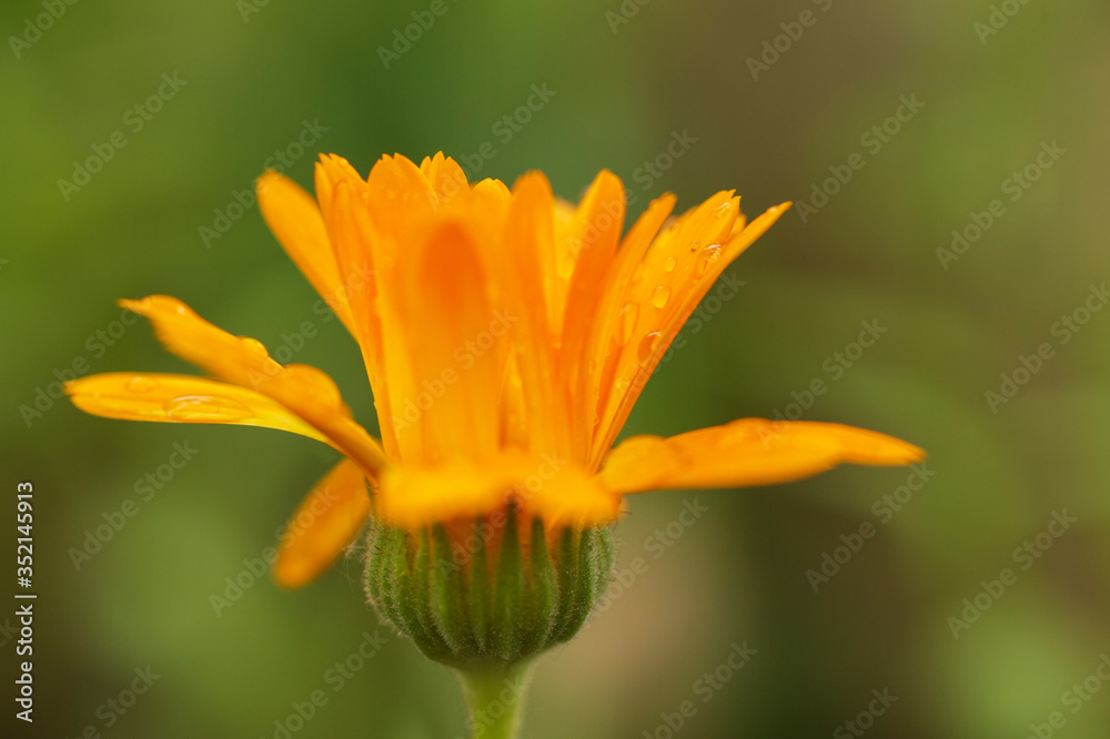 Orange Blüte mit Regentropfen Orange Blüte mit Regentropfen