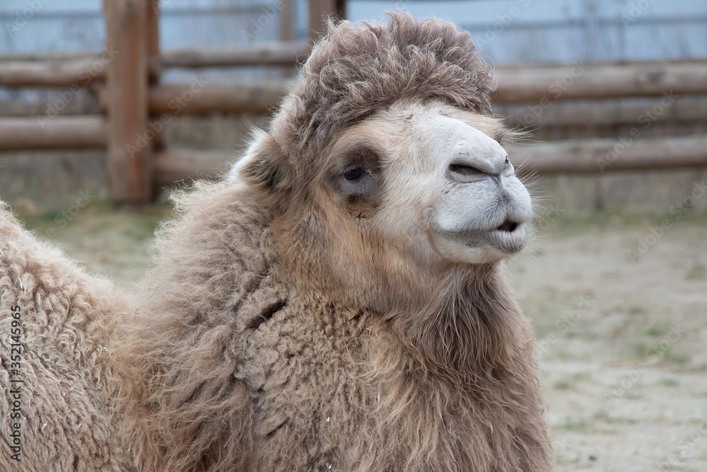 camel close-up with thick wool