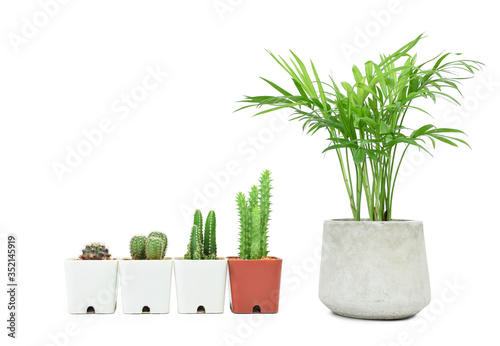 Unequal height potted cactus and green howea palm-tree isolated on white background. Growth steps conceptual. Green decoration and living.