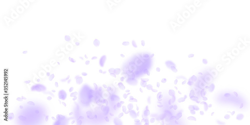 Violet flower petals falling down. Captivating rom