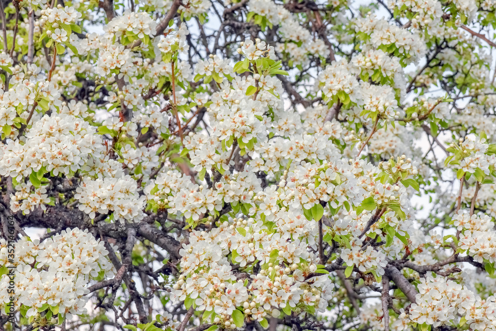 blooming pear branches as background blooming pear branches as background