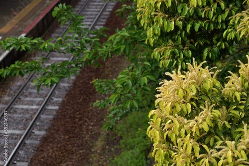 Image of Yellow tree flowers with the tracks in the background