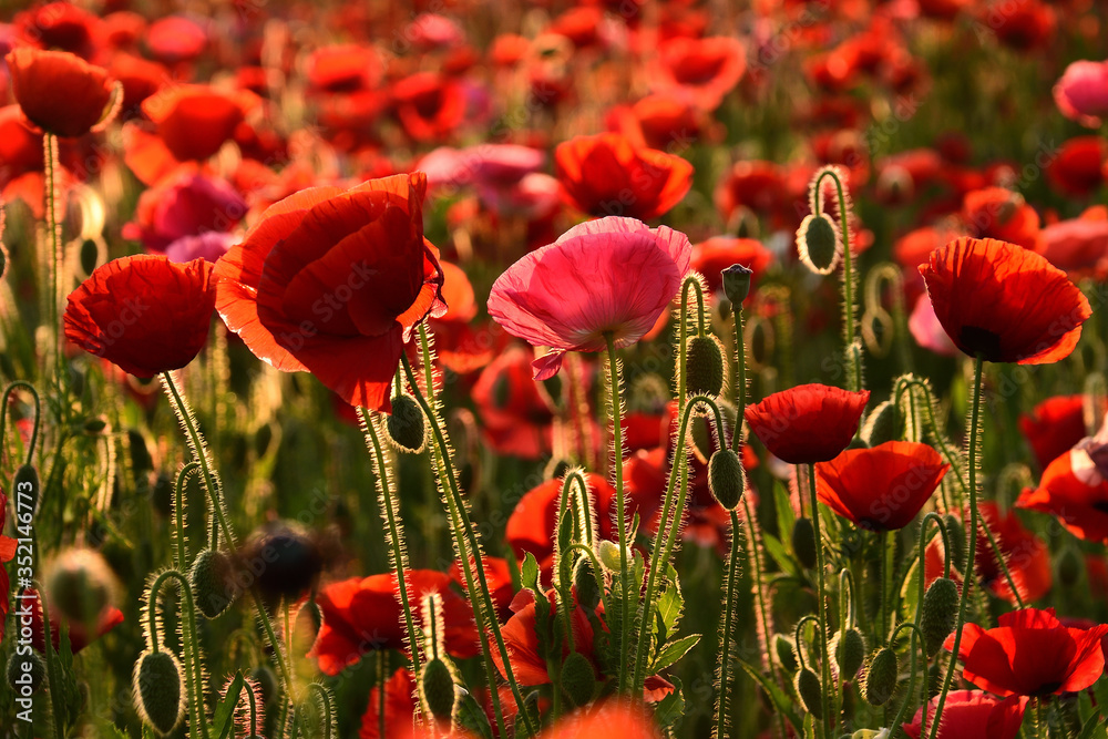 Fototapeta premium ポピー
