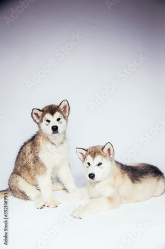 Malamute dog puppies studio white background