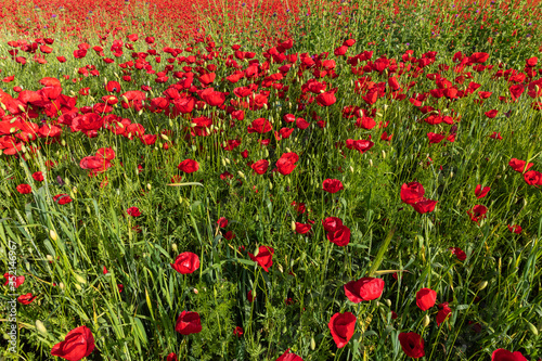 Blooming poppy fields in the spring in the mountains