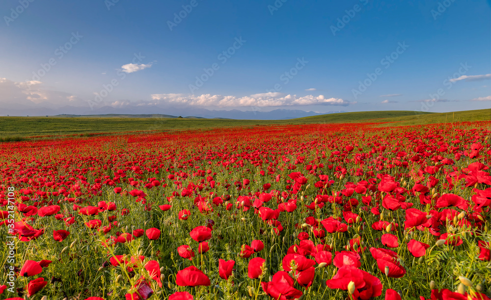 Blooming poppy fields in the spring in the mountains