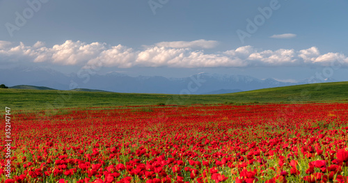 Blooming poppy fields in the spring in the mountains
