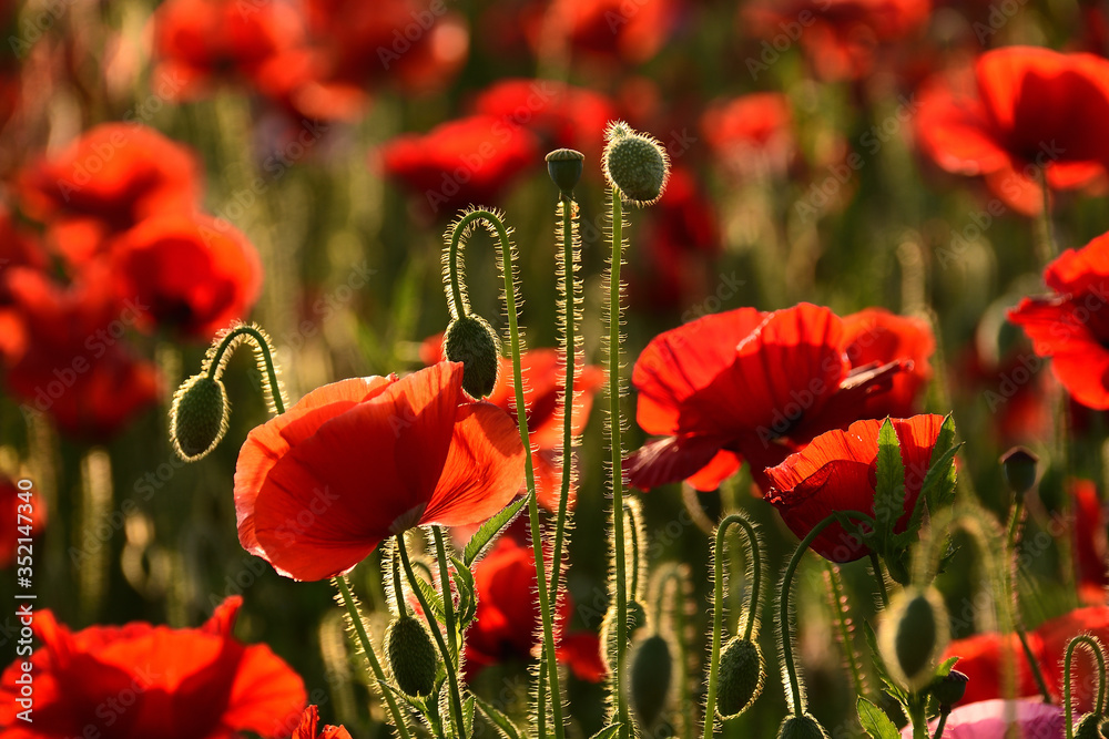Obraz premium ポピー