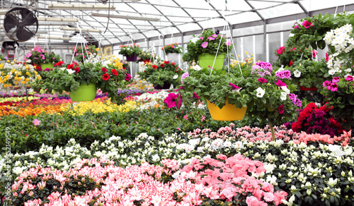 potted plants and flowers for sale in the greenhouse