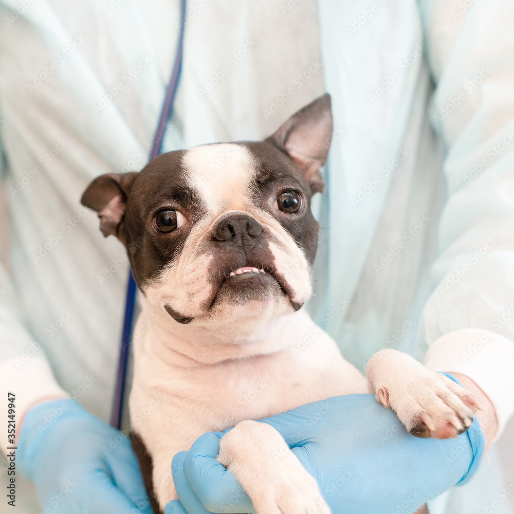 The Boston Terrier dog is being examined and treated by a doctor at a veterinary clinic. The Boston Terrier dog is being examined and treated by a doctor at a veterinary clinic.