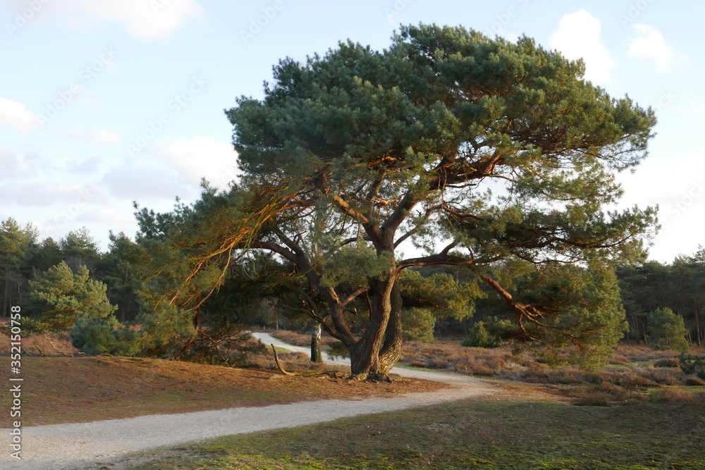A single  scots pine with beautiful protruding branches.