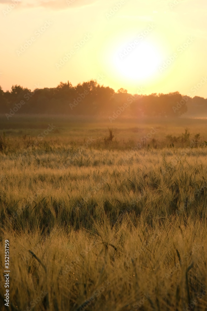 Obraz premium Dawn in a wheat field. Beautiful landscape on sunrise