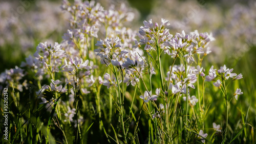 a bath in the sea of blossoms - Ein Bad im Bl  tenmeer