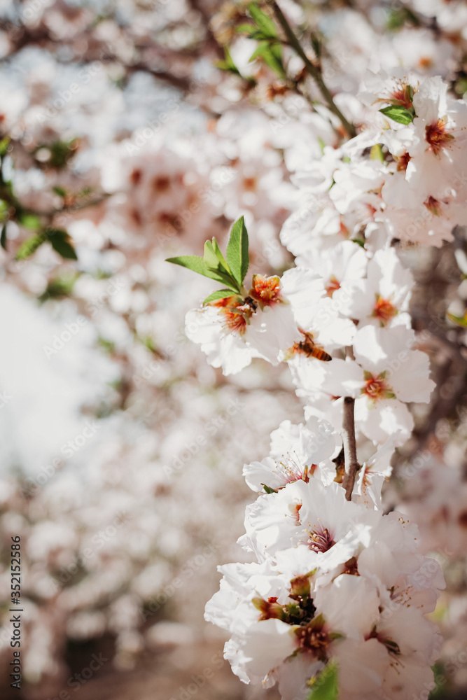 Blooming white almonds on a sunny day. Flowers. Copy space