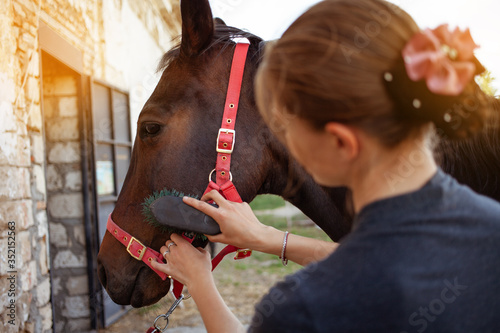 The woman combs and cleans the horse's head of dirt with a large brush. A brown horse against a blue sky with a red halter. Horse care, love for animals.