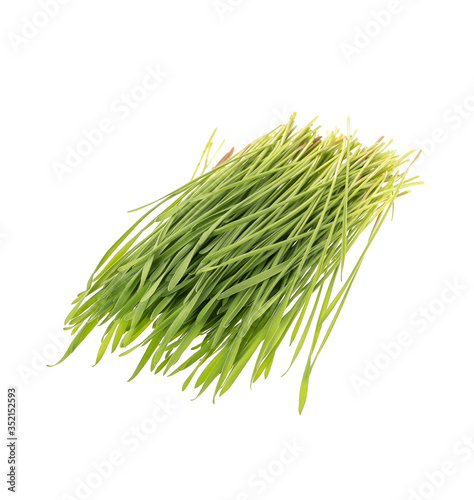 green sprouts of wheat isolated on white background