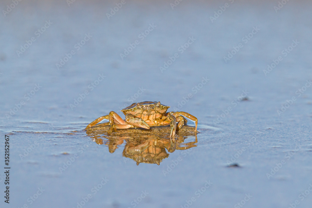 Crab walking on the seashore