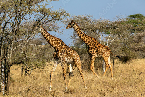 タンザニア・セレンゲティ国立公園で見かけた、マサイキリンの群れ