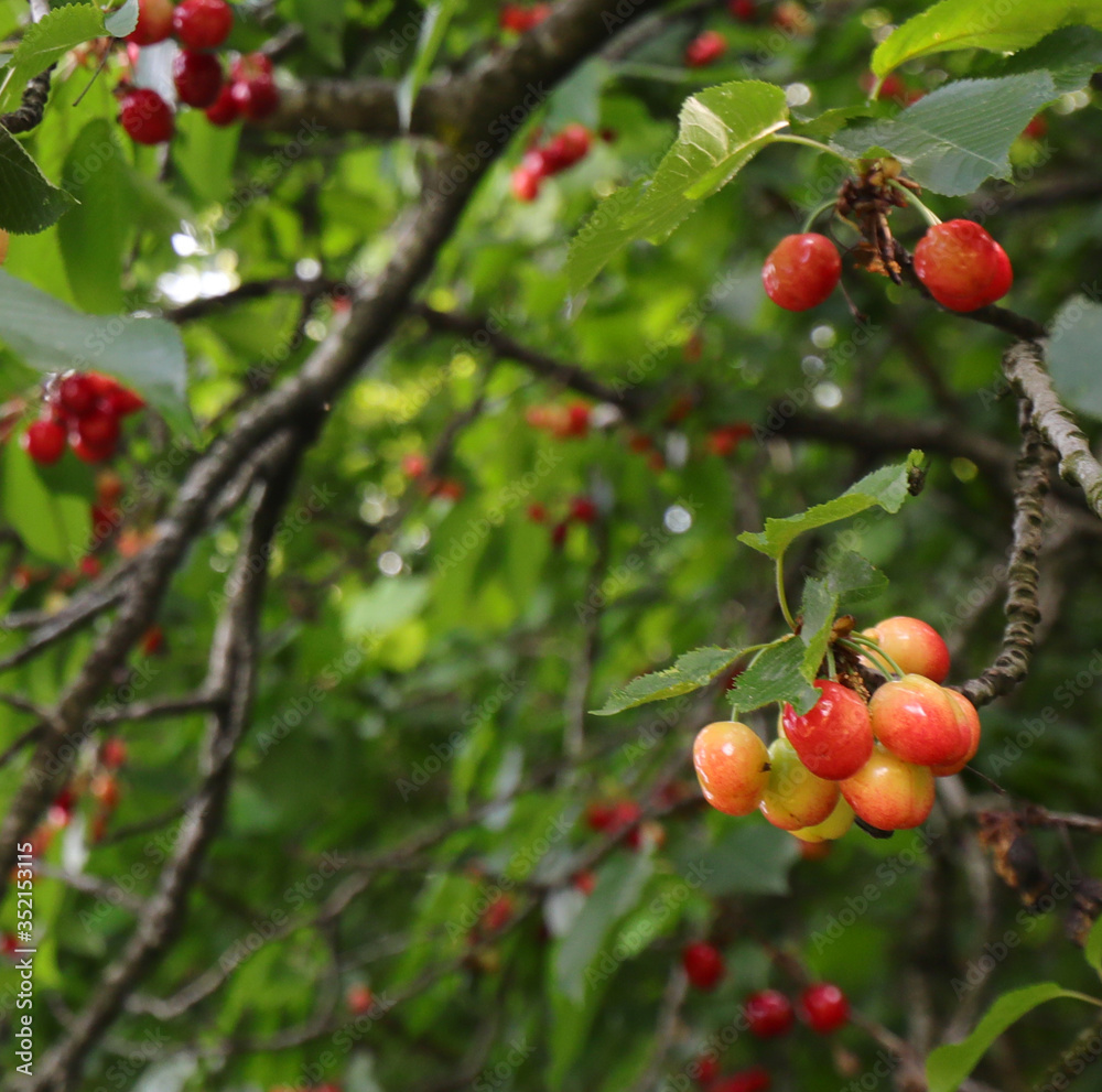 Not yet ripe cherries attached to the branch of the cherry tree