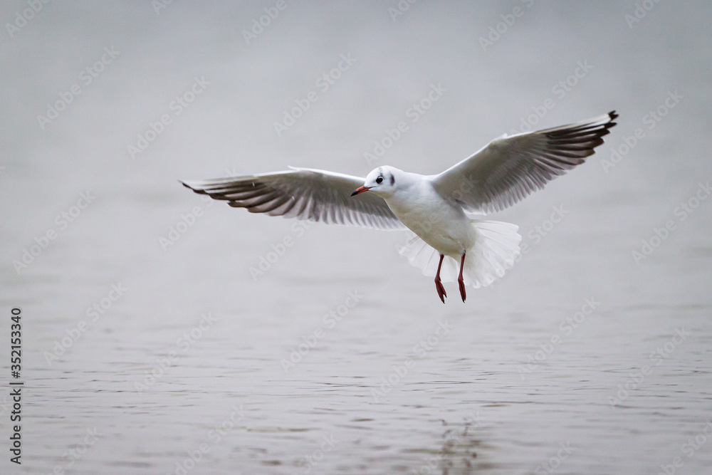 Black-headed gull flying over the water Black-headed gull flying over the water