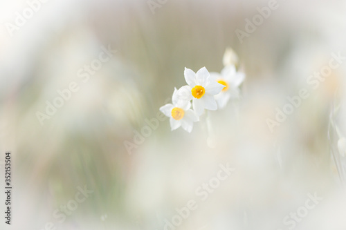 Wild daffodil flowers in South of France