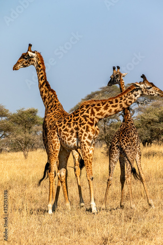 Fototapeta Naklejka Na Ścianę i Meble -  タンザニア・セレンゲティ国立公園で見かけた、マサイキリンの群れ