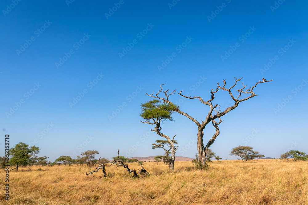 タンザニア・セレンゲティ国立公園の草原と快晴の青空