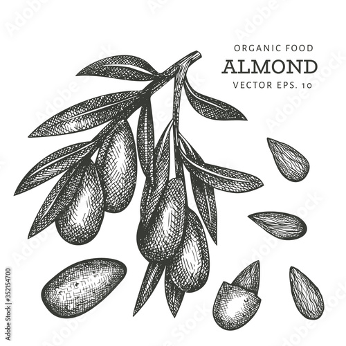 Hand drawn sketch almond branch. Organic food vector illustration isolated on white background. Vintage nut illustration. Engraved style botanical picture.