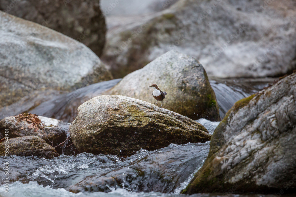 White-throated Dipper standing on a rock in the middle of a mountain stream